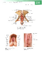 Sobotta  Atlas of Human Anatomy  Trunk, Viscera,Lower Limb Volume2 2006, page 242